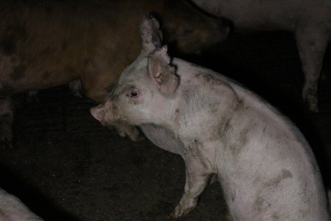 Grower pigs