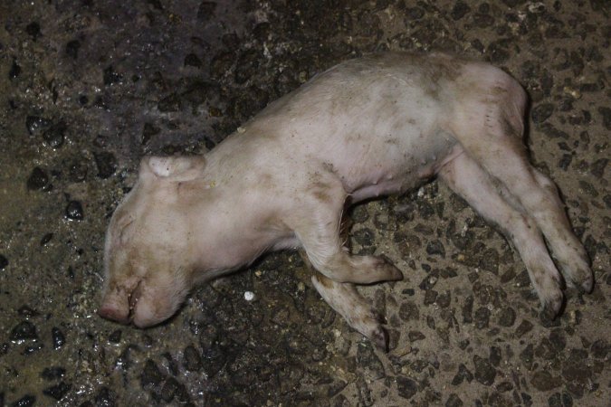 Farrowing crates at Wasleys Tailem Bend Piggery SA