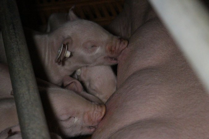 Piglets with ear tags