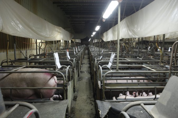 Looking down aisle of farrowing shed