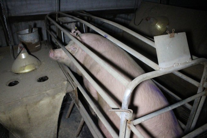 Farrowing crates at Deni Piggery NSW