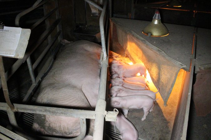 Farrowing crates at Deni Piggery NSW