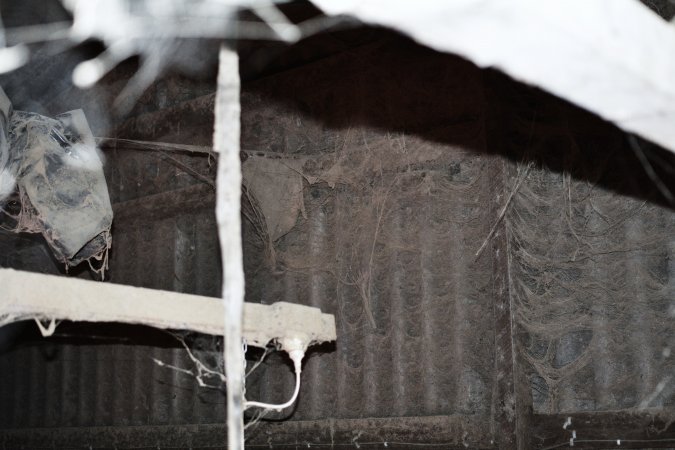 Farrowing crates at Korunye Park Piggery SA