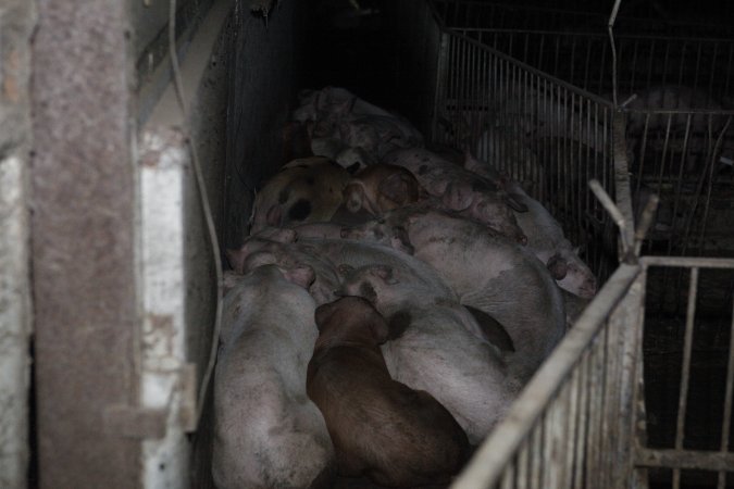 Grower/finisher pigs at Narrogin Piggery WA