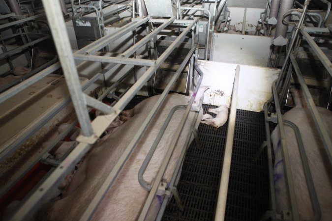 Farrowing crates at Mindarra Piggery WA