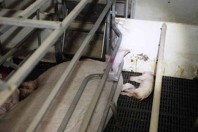 Farrowing crates at Mindarra Piggery WA