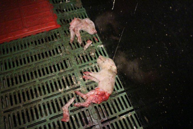 Half-eaten piglets