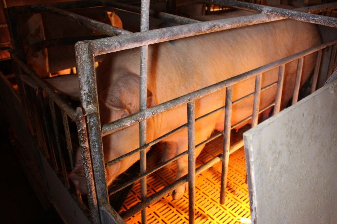 Farrowing crates at Huntly Piggery NSW