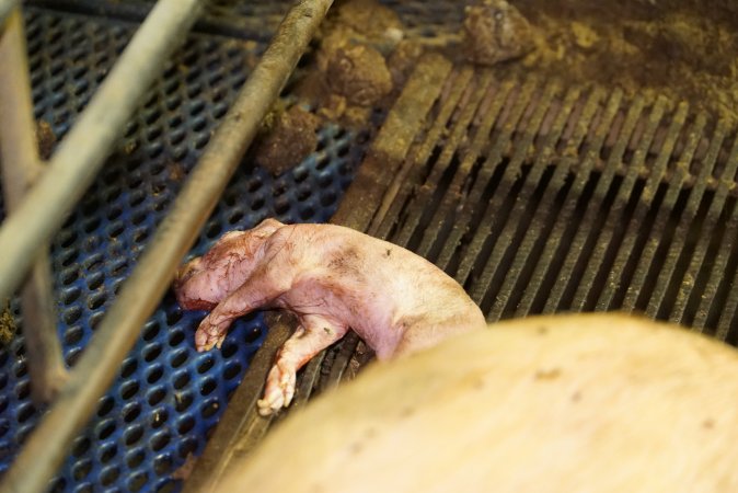 Farrowing crates at Yelmah Piggery SA