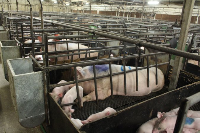 Farrowing crates at Bungowannah Piggery NSW