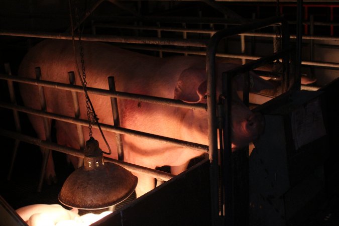 Farrowing crates at Wasleys Tailem Bend Piggery SA