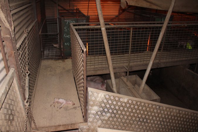 Dead piglet in walkway