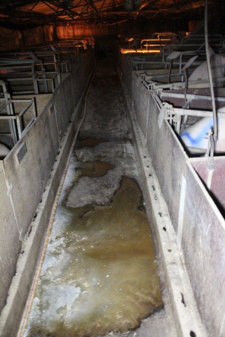 Farrowing shed aisle