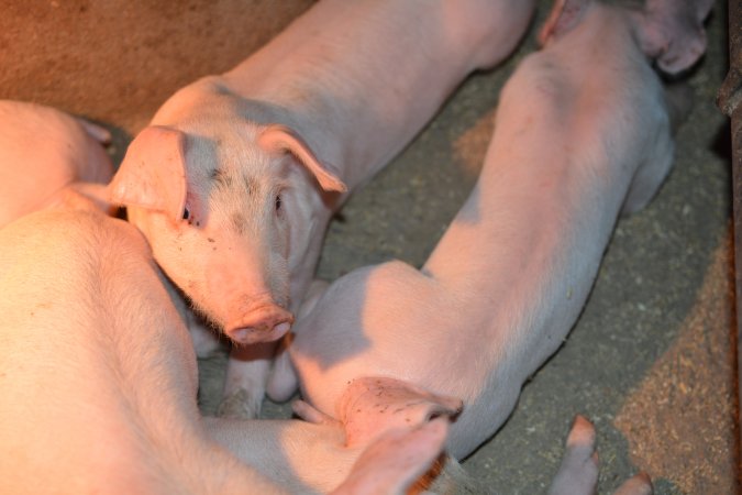 Farrowing crates at Korunye Park Piggery SA