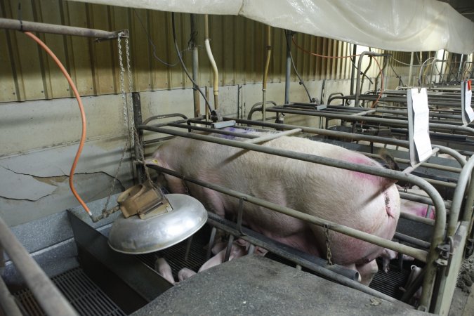 Farrowing crates at Nambeelup Piggery WA