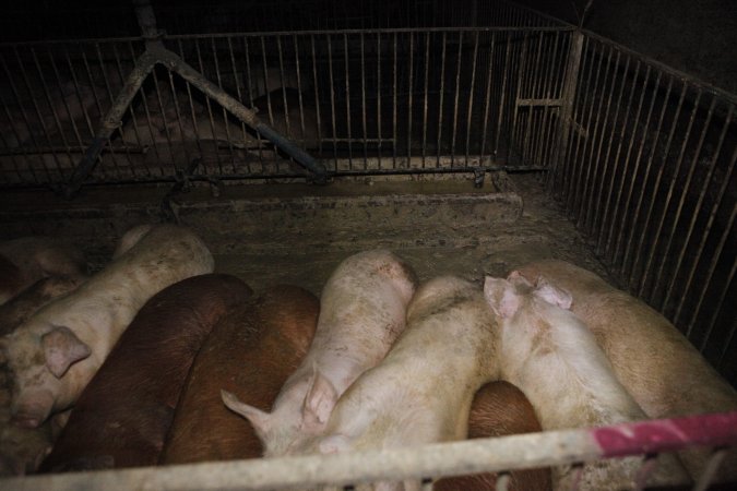 Grower/finisher pigs living in excrement