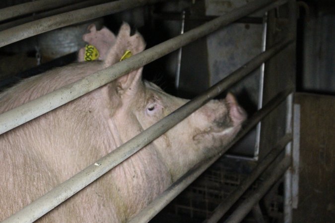 Farrowing crates at Deni Piggery NSW