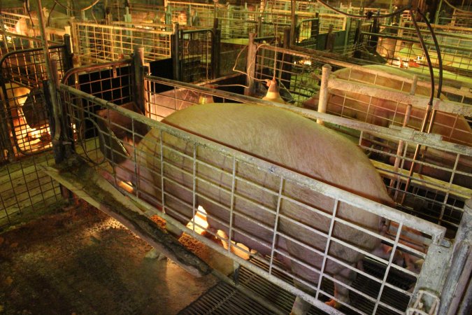 Farrowing crates at St Arnaud Piggery VIC