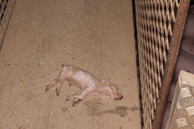 Dead piglet in walkway