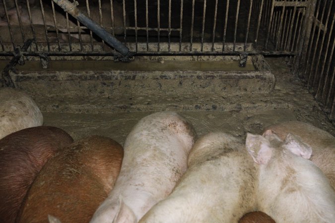 Grower/finisher pigs living in excrement