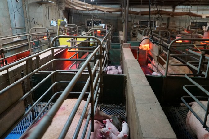 Farrowing crates at Yelmah Piggery SA