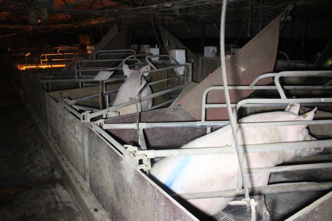 Farrowing crates at Deni Piggery NSW