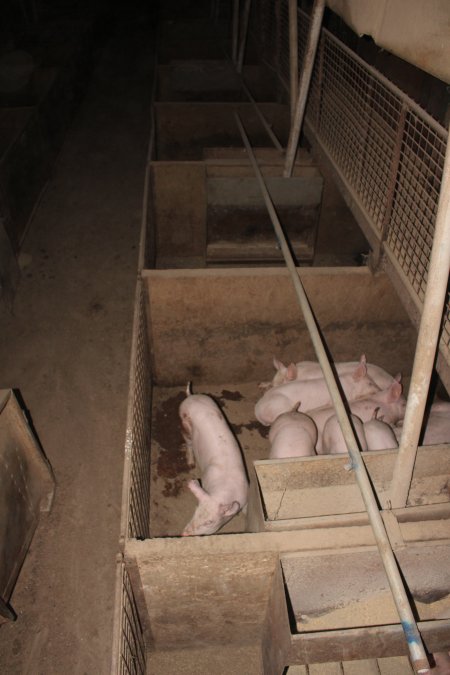 Grower pens underneath farrowing crates