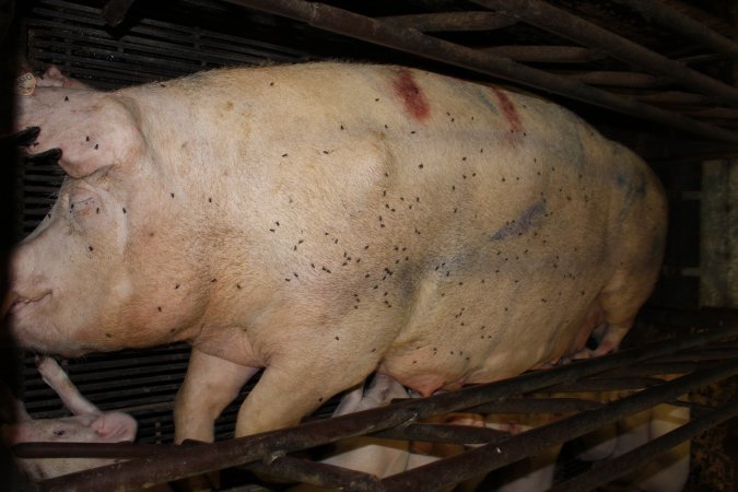 Farrowing crates at Bungowannah Piggery NSW