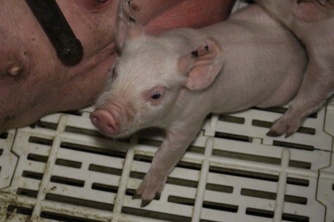 Farrowing crates at Dublin Piggery SA