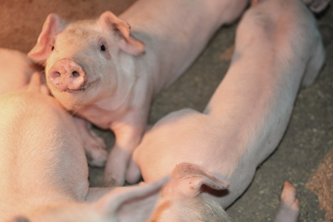 Farrowing crates at Korunye Park Piggery SA