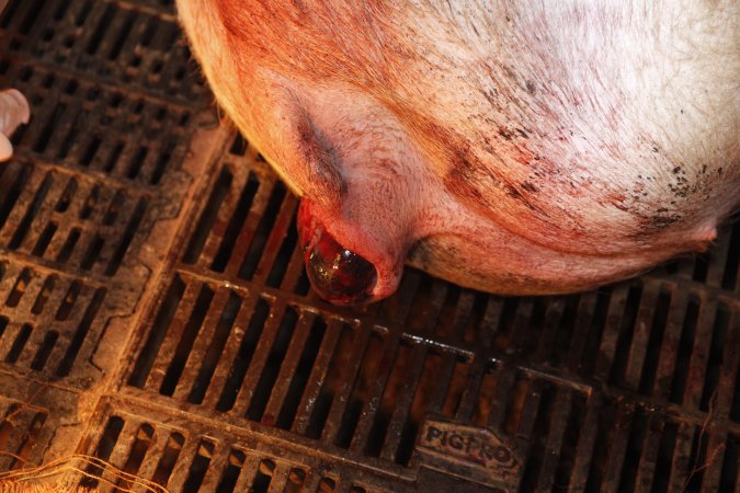 Farrowing crates at Mindarra Piggery WA