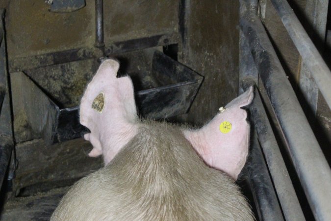 Farrowing crates at Deni Piggery NSW