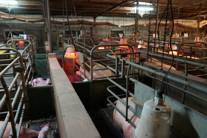 Farrowing crates at Yelmah Piggery SA