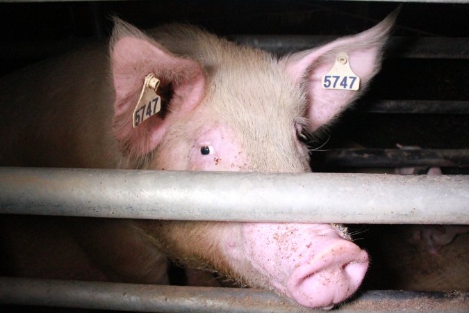 Farrowing crates at Girgarre Piggery VIC