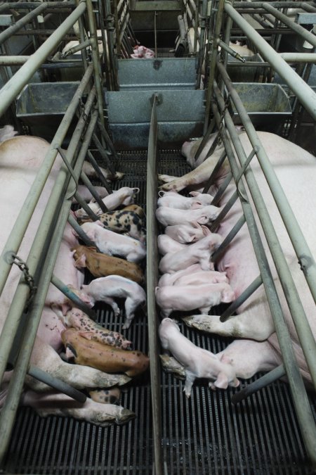 Farrowing crates at Nambeelup Piggery WA