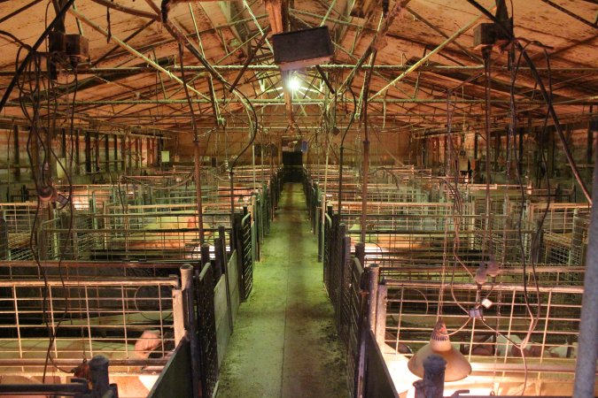 Farrowing crates at St Arnaud Piggery VIC