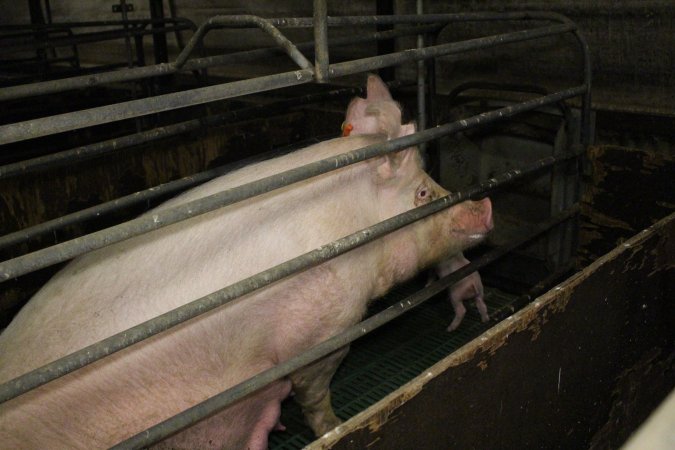 Farrowing crates at Dublin Piggery SA