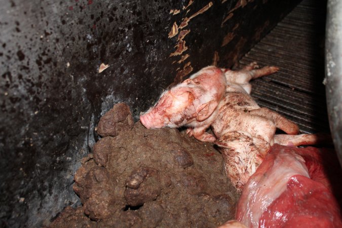 Farrowing crates at Selko Piggery NSW