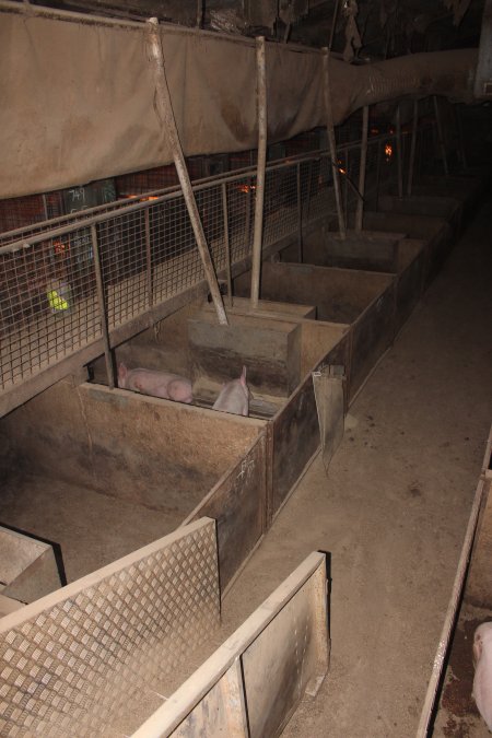 Grower pens underneath farrowing crates