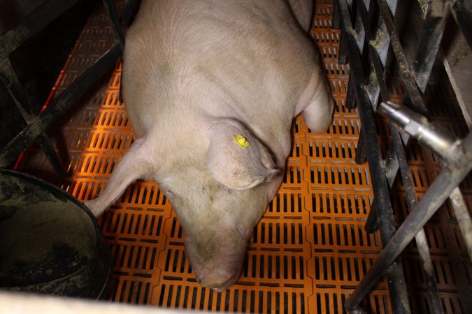 Farrowing crates at Huntly Piggery NSW