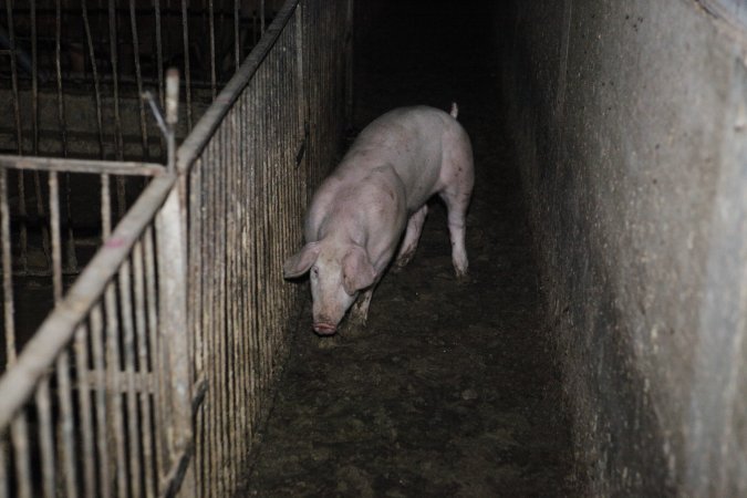 Grower/finisher pigs at Narrogin Piggery WA