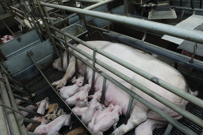 Farrowing crates at Nambeelup Piggery WA