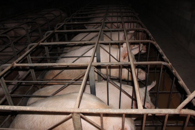 Sow stalls at Culcairn Piggery NSW