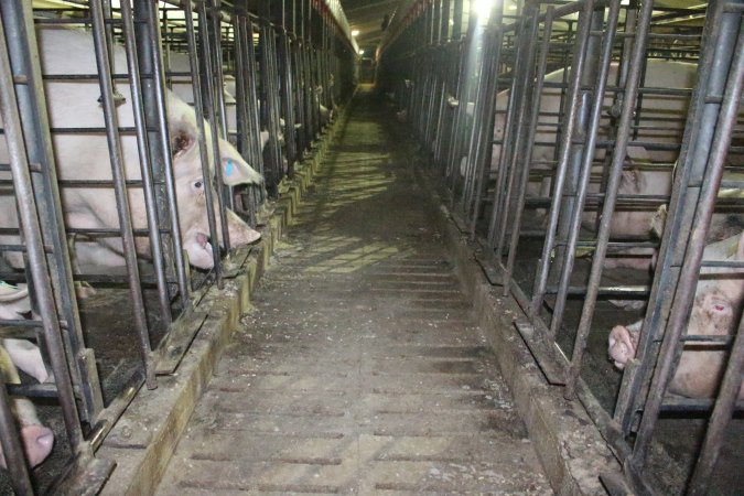 Looking down aisle of sow stall shed