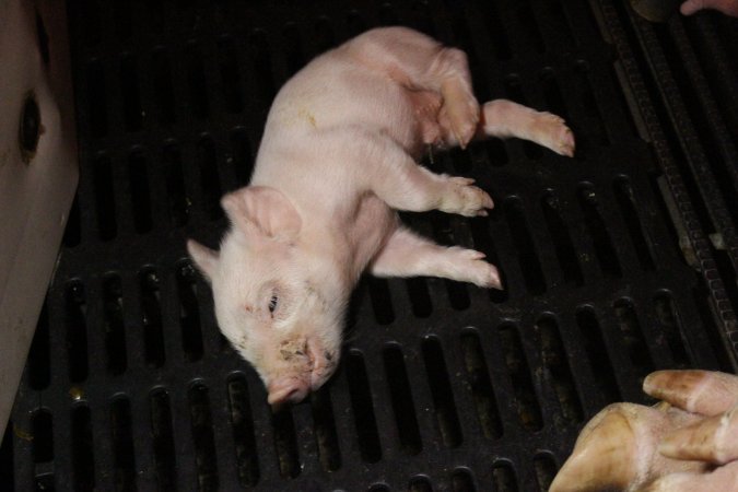 Farrowing crates at Wasleys Tailem Bend Piggery SA