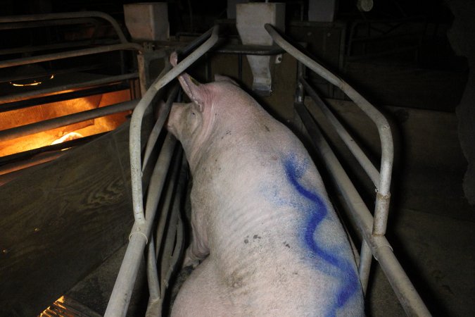 Farrowing crates at Deni Piggery NSW