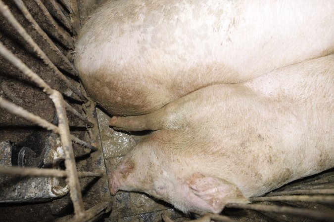 Grower/finisher pigs living in excrement