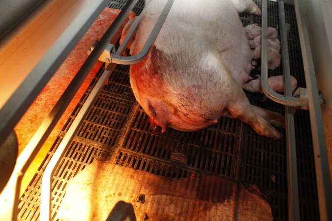 Farrowing crates at Mindarra Piggery WA