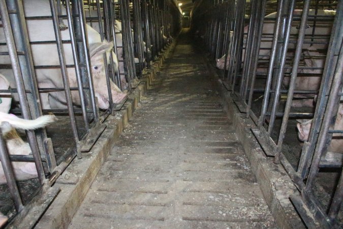 Looking down aisle of sow stall shed