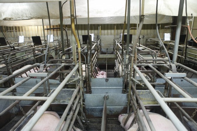 Farrowing crates at Nambeelup Piggery WA